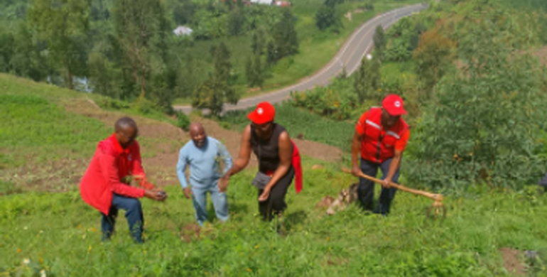 RRC volunteers have planted 12,000 trees in Karongi District